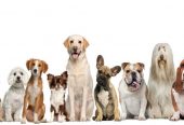 Beyond Petz