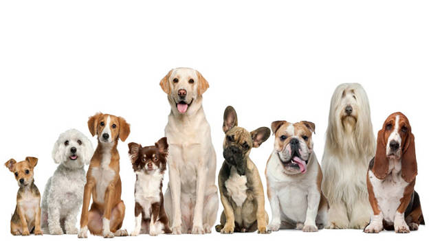 Beyond Petz