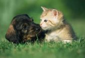 Angel Pet Care