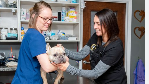 Surgical & Grooming Center for Your Beloved Pets