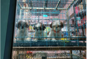 Happy Paws Vellore – Pet Boarding & Dog Training Hub