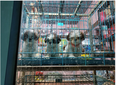 Happy Paws Vellore – Pet Boarding & Dog Training Hub