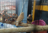 Deva Matha Pet Zone: Love, Care, and Happiness for Your Pets
