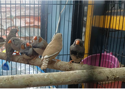 Deva Matha Pet Zone: Love, Care, and Happiness for Your Pets