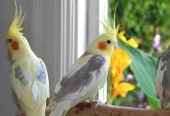 Deva Matha Pet Zone: Love, Care, and Happiness for Your Pets