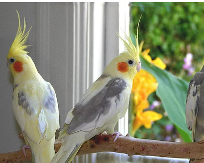 Deva Matha Pet Zone: Love, Care, and Happiness for Your Pets