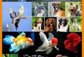 Paws & Whiskers Cuddalore