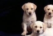 Sri Krishna Pet clinic Pet shop Pet hostel Pet spa Pet surgery in Dindigul