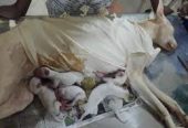 Sri Krishna Pet clinic Pet shop Pet hostel Pet spa Pet surgery in Dindigul