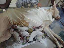 Sri Krishna Pet clinic Pet shop Pet hostel Pet spa Pet surgery in Dindigul