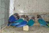 Barani Bird’s Farm