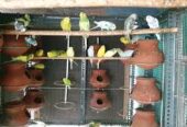 Barani Bird’s Farm