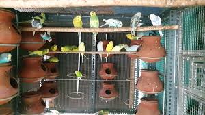 Barani Bird’s Farm