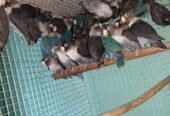 Barani Bird’s Farm