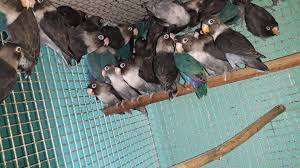 Barani Bird’s Farm