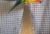 Barani Bird’s Farm