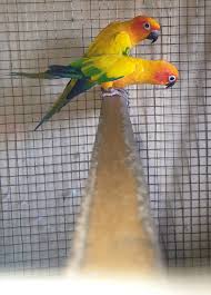 Barani Bird’s Farm