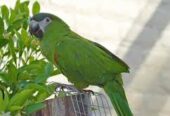 Barani Bird’s Farm