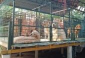 Jaihind Pets Hostel – Premium Pet Boarding & Care in Nagercoil 🏡❤️