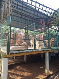 Jaihind Pets Hostel – Premium Pet Boarding & Care in Nagercoil 🏡❤️