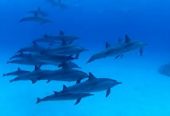 Trichi Dolphin Video
