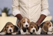 The Sai Kennel – Coimbatore’s Complete Pet Store Experience.