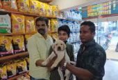 The Sai Kennel – Coimbatore’s Complete Pet Store Experience.