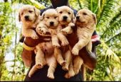 The Sai Kennel – Coimbatore’s Complete Pet Store Experience.