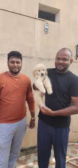 Coimbatore Golden Pets – Quality Pups & Complete Pet Care