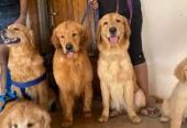 Coimbatore Golden Pets – Quality Pups & Complete Pet Care