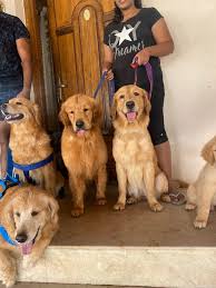 Coimbatore Golden Pets – Quality Pups & Complete Pet Care