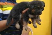 Coimbatore Golden Pets – Quality Pups & Complete Pet Care