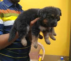 Coimbatore Golden Pets – Quality Pups & Complete Pet Care