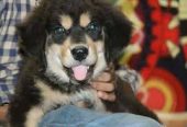 Dream Pets Kennel – Saravanampatti’s 24‑Hr Pet Care & Shop