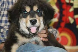 Dream Pets Kennel – Saravanampatti’s 24‑Hr Pet Care & Shop