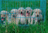 Dream Pets Kennel – Saravanampatti’s 24‑Hr Pet Care & Shop