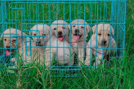 Dream Pets Kennel – Saravanampatti’s 24‑Hr Pet Care & Shop