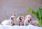 Dream Pets Kennel – Saravanampatti’s 24‑Hr Pet Care & Shop