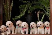 Dream Pets Kennel – Saravanampatti’s 24‑Hr Pet Care & Shop