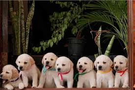 Dream Pets Kennel – Saravanampatti’s 24‑Hr Pet Care & Shop