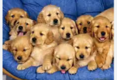 guru kennel