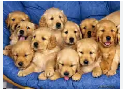 guru kennel