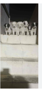 guru kennel