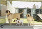 guru kennel