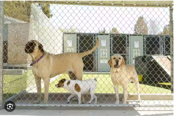 guru kennel