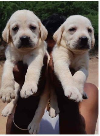 guru kennel
