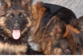 guru kennel