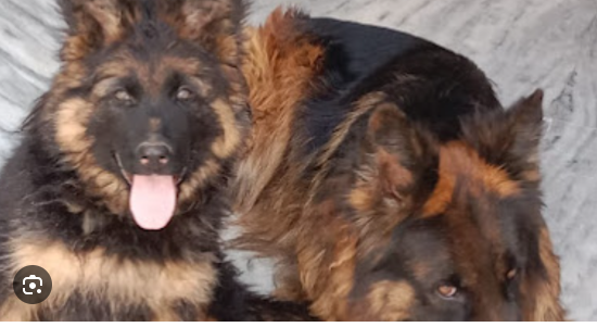 guru kennel
