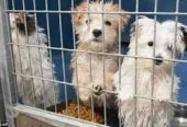 Paws & Whiskers Cuddalore
