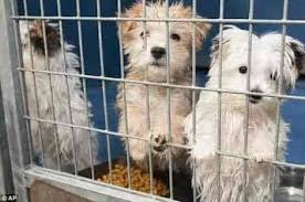 Paws & Whiskers Cuddalore